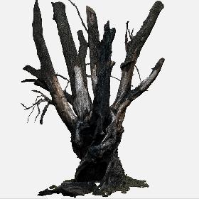 Tree charred trunk willow